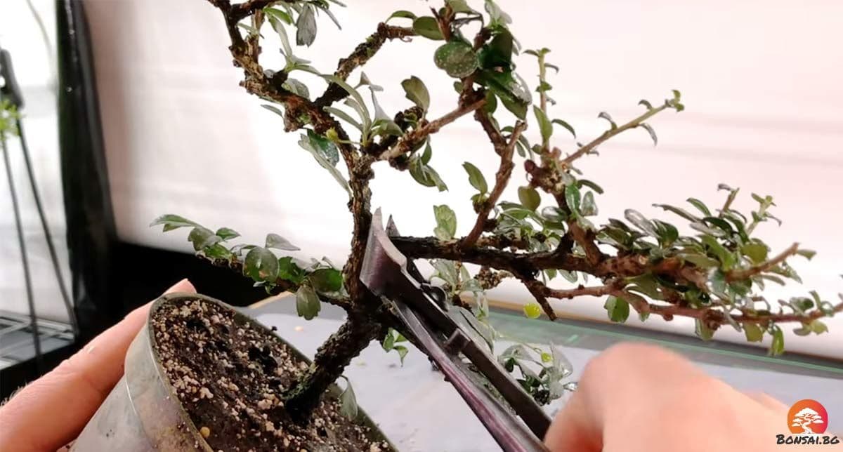 Грижи за различните видове бонсай