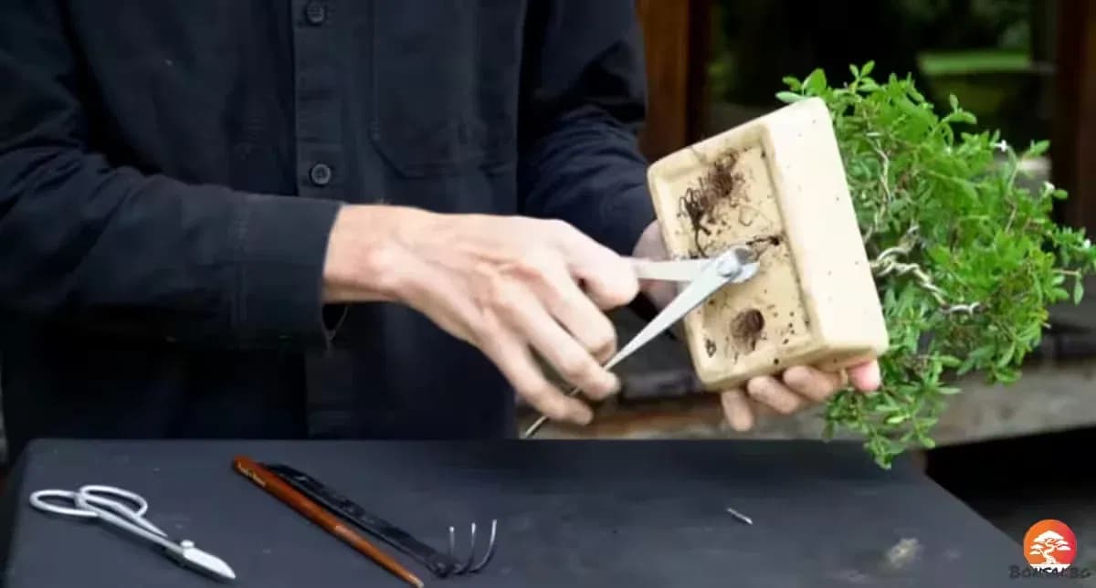 Освобождаване на Carmona bonsai от старата кашпа