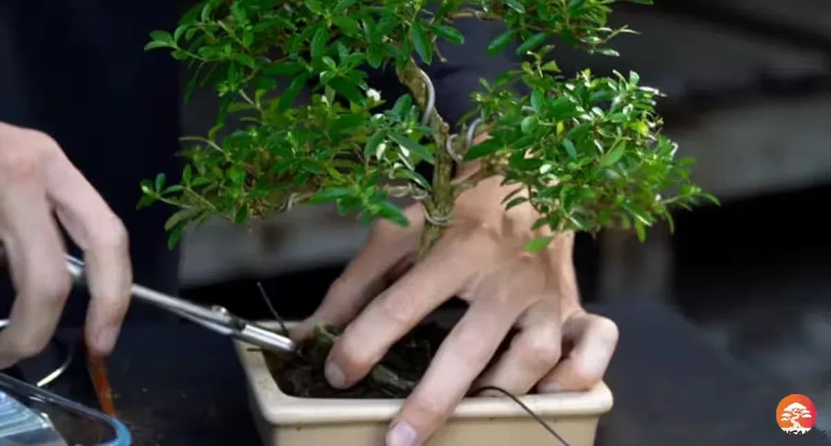 Засаждане и уплътняване (Chopsticking) на присадения бонзай Кармона