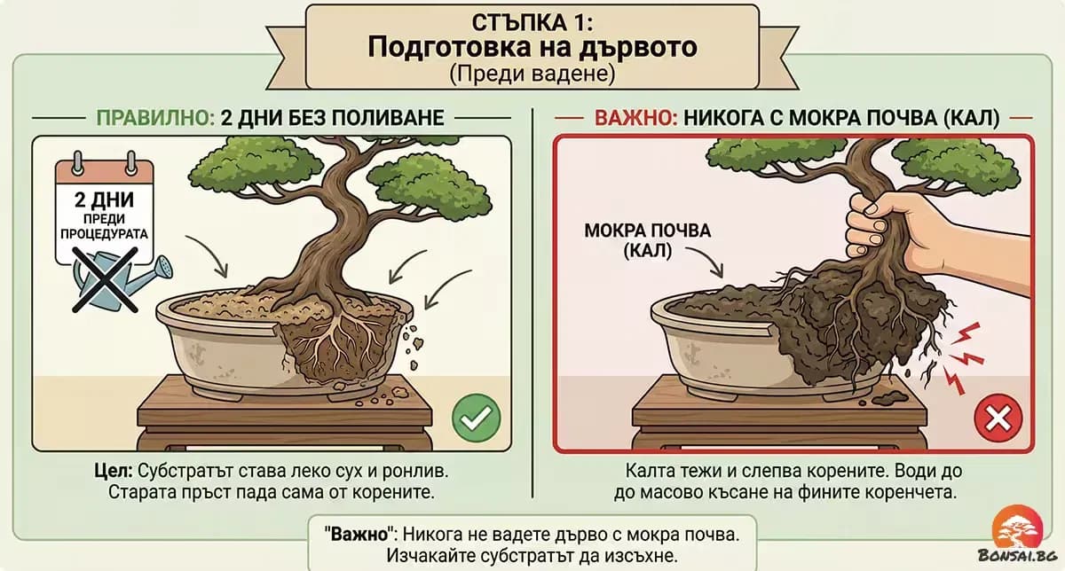 Подготовка за пресаждане на бонсай