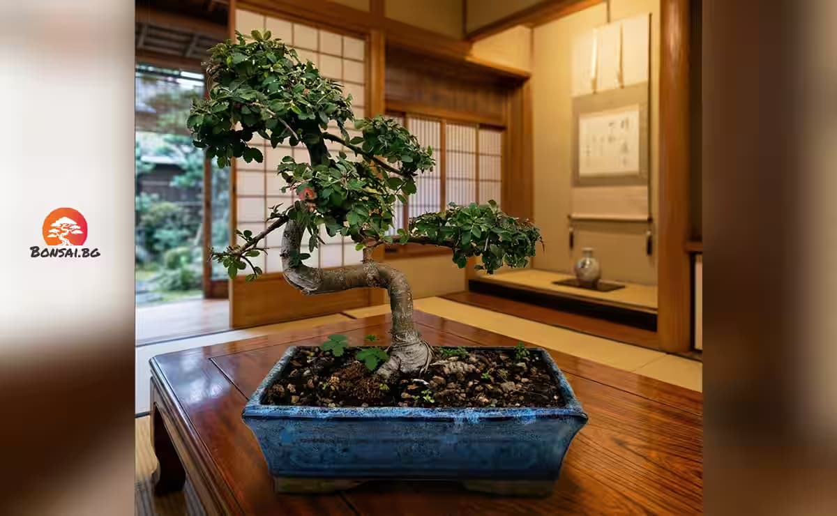 Как се отглежда Бонсай Зелкова (Zelkova) / Японски бряст: Изисквания, Поливане, Почва, Подхранване и Пресаждане 