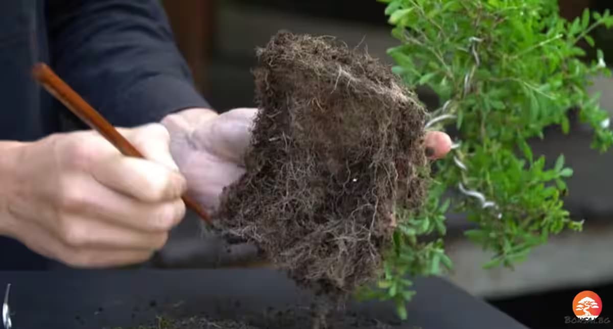 Почистване на кореновата бала на Carmona bonsai