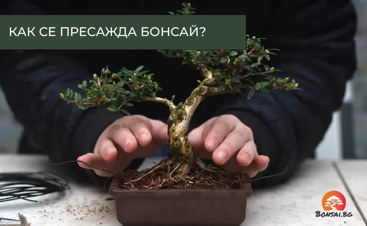 Как се пресажда бонсай: Подготовка, избор на субстрат, техника на рязане и грижи за възстановяване