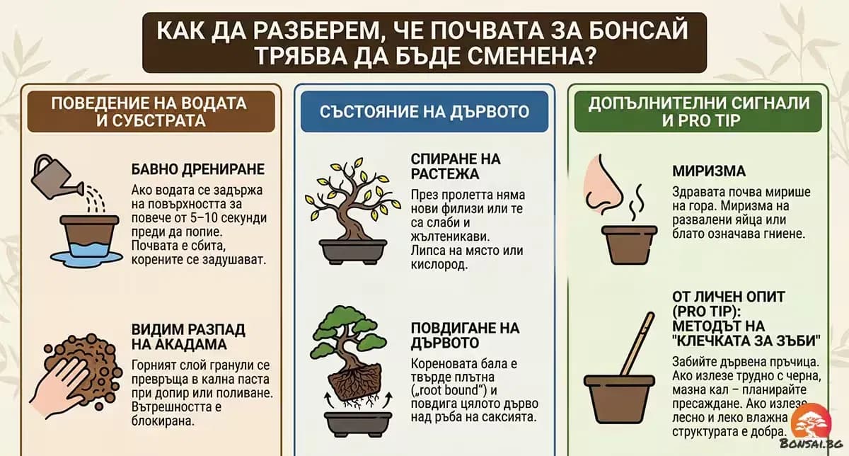 Кога да заменим старата бонсай почва