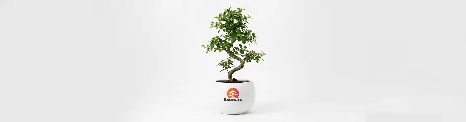 Красив зелен стаен бонсай в бяла керамична саксия, подходящ за дома и офиса – категория Стайни растения.