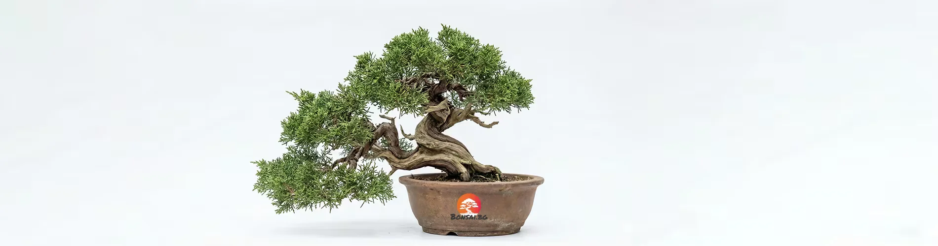 Иглолистен градински бонсай Хвойна (Juniperus) с извит ствол, подходящ за отглеждане на открито в градина или на тераса.